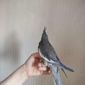 عروس هلندی ماده