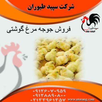 فروش جوجه مرغ گوشتی- جوجه مرغ گوشتی پلاس - طیور