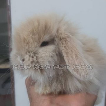 خرگوش مینی لوپ کرمی