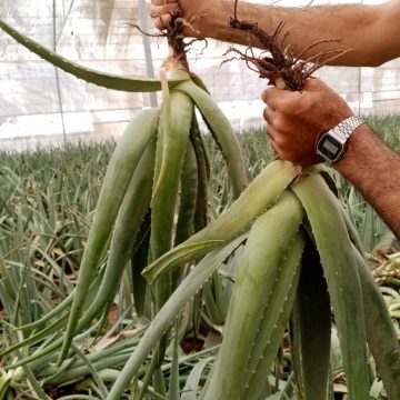 فروش پاجوش آلوئهورا جهت کاشت در گلخانه ها و مزارع