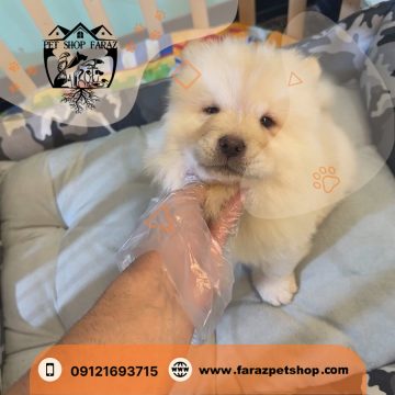 قیمت سگ چاوچاو وایت قیطریه