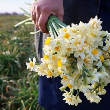 گل نرگس عمده شهلا و شصت پر