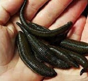 آموزش پرورش و تکثیر زالو به صورت تخصصی