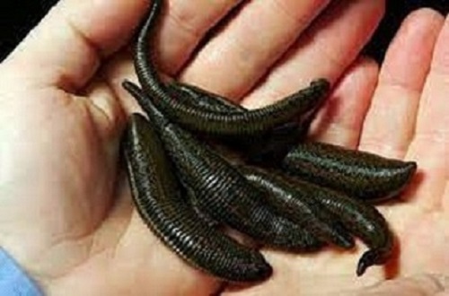 آموزش پرورش و تکثیر زالو به صورت تخصصی