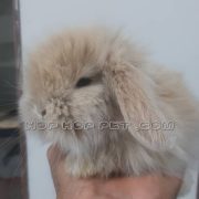 خرگوش مینی لوپ کرمی